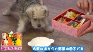 「愛犬用おせち」いろんなわんちゃんが試食！！〜ペットショップOPA〜 [upl. by Bj]