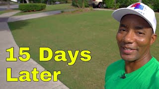 GREENER LAWN in ONLY 15 DAYS  Fix Tonys Lawn [upl. by Teodoor]