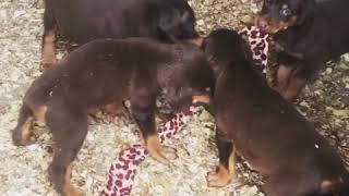 Doberman puppies  chiots doberman [upl. by Fachan]