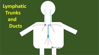 9 Lymphatic Trunks and 2 Lymphatic Ducts A Simple Demonstration [upl. by Olegnad603]