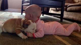 Bulldog puppy kissing the baby [upl. by Anoyk50]