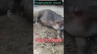 Anaphylactic shock in buffalo l dr umar khan [upl. by Aiyn361]