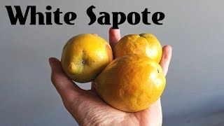 White Sapote Review The fruit that tastes like pudding  Weird Fruit Explorer Ep 260 [upl. by Yuh]