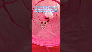 ragdoll kittens are playing 💙 ragdoll kittens ragdollshorts [upl. by Nazarius]