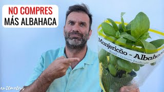 YA NO COMPRES MÁS ALBAHACA cultivar basilisco en casa en maceta o en tu huerta  en20metros [upl. by Etnovaj564]