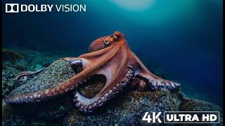 Incredible Ocean Animals in 4K UHD – An Underwater Adventure [upl. by Hazrit]