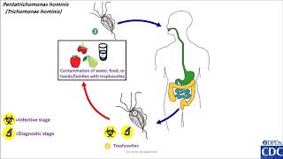 Pentatrichomonas hominis life cycle [upl. by Dianne61]