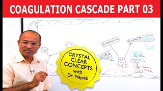 Coagulation Cascade  Part 312 [upl. by Lovell]