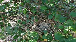 Amazing Dove Nest [upl. by Chernow]