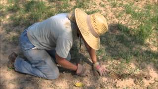 Tifton 85 Bermuda Grass [upl. by Paz901]