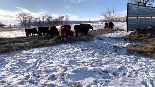 Portable Windbreaks for Cattle [upl. by Haerle]