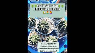 Tips for growing Echinopsis Cactus Our terrace garden collection catcusplantoog tipsandtricks [upl. by Arraek]