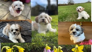 3 months journey with our Zuchon  Shichon puppy Best birthday gift received [upl. by Weikert870]