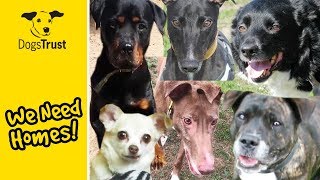 Our Dogs of the Week Pt 2  Can You Give Them a Home  Dogs Trust [upl. by Hermosa]