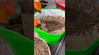 Grow bag kaise bharen gardening youtubeshorts [upl. by Airekal]