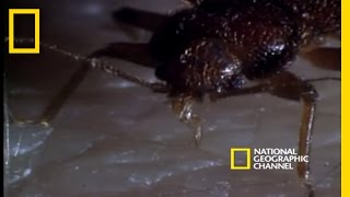 Bed Bugs  National Geographic [upl. by Darnok]