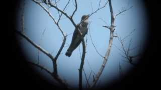 Indian Cuckoo Cuculus micropterus singing [upl. by Rowena9]