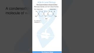 Monosaccharides amp Disaccharides  ALevel Biology Quick Revision [upl. by Erv]