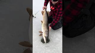 The truth about ice fishing 🐟 shorts ytshorts [upl. by Tarra656]