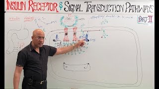 Insulin Receptors and Signal Transduction Pathways🩺 [upl. by Sirhc]