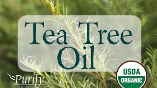 Tea Tree Melaleuca Essential Oil All You Ever Need To Know [upl. by Lenahs]