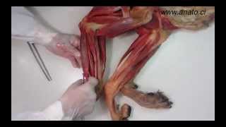 Veterinary anatomy dog muscles thoracic limb 3 of 3 [upl. by Almat308]