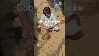 Gobar khane ke faide inse shikho viralreels viralvideos shorts luknow youtube youtubeshorts [upl. by Yrneh]