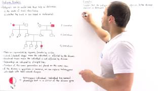 Pedigree Analysis [upl. by Nimzzaj119]