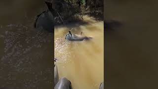 Those Adorable Eyes Giant Catfish Wild Fishing Adventure [upl. by Anirtek122]