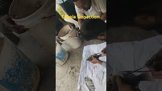 Monosex tilapia dissection farming agriculture tilapia  Monosex [upl. by Dall124]