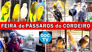 Feira de Pássaros e Gaiolas do Cordeiro passaros criarpassaros feiralivre [upl. by Yerocal242]