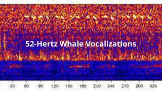 52 Hertz Whale Sounds [upl. by Ellecrag]