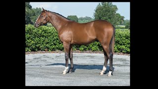 Keeneland September Yearling Sale 2022 [upl. by Ettolrahc855]