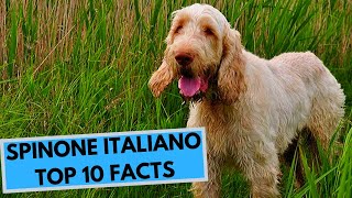 Spinone Italiano  TOP 10 Interesting Facts [upl. by Adalia]