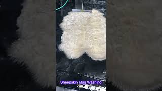 Sheepskin 🐑 Rug Washing😎 ferrantessteamcarpetcleani1966 [upl. by Aid]