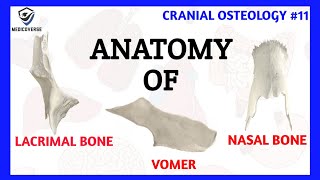 Lacrimal Bone Anatomy  Nasal Bone Anatomy  Vomer Bone Anatomy  Cranial Osteology 11 [upl. by Hedwiga]