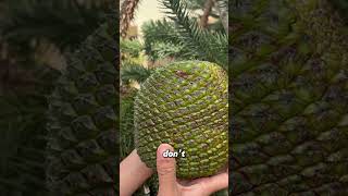 Giant Pinecone with Seeds 10x Bigger Than Pine Nuts [upl. by Yevette985]