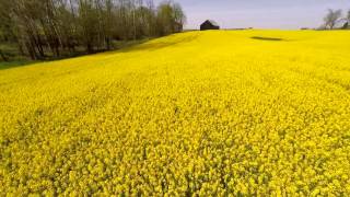 Canola  Fields of Gold [upl. by Yttocs]