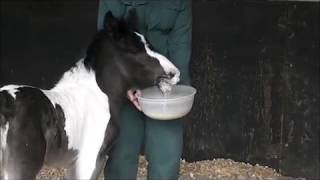 Shaking Stephens Story  Redwings Horse Sanctuary [upl. by Odlanir979]