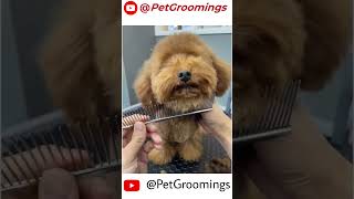 Transforming a Poodle Puppy with the Cutest Brown Haircut Ever puppy doggroominglife dogbreed [upl. by Kirven]