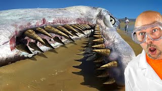 this killed the megalodon [upl. by Landy]