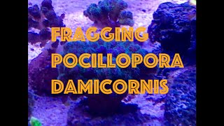 Fragging Pocillopora Damicornis 🪸 ep Extra 1 [upl. by Dam233]