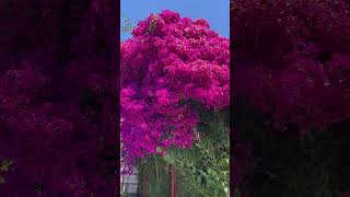 Plant ID  Paperflower or Bougainvillea Bougainvillea spectabilis 😍 [upl. by Aliet867]