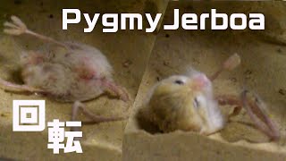 pygmy jerboa 回転毛繕い [upl. by Anthe901]