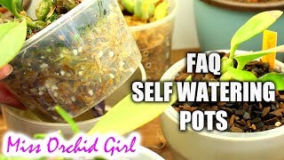 Orchids in self watering pots  Most common questions answered [upl. by Gastineau581]