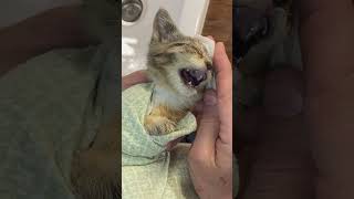 Kitten with Eye Infection Gets Much Needed Care [upl. by Oriole]