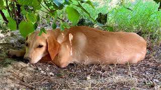 Pawsitively Serene Adorable Puppys Peaceful Slumber Under the Leafy Canopy [upl. by Novek]