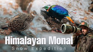 Himalayan Monal A Colorful Beauty In The Wild [upl. by Erkan]