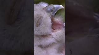 Birth and growth of baby owls in the wild short [upl. by Marquet52]