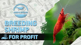 Breeding Shrimp for Profit My Experience So Far [upl. by Mulry877]